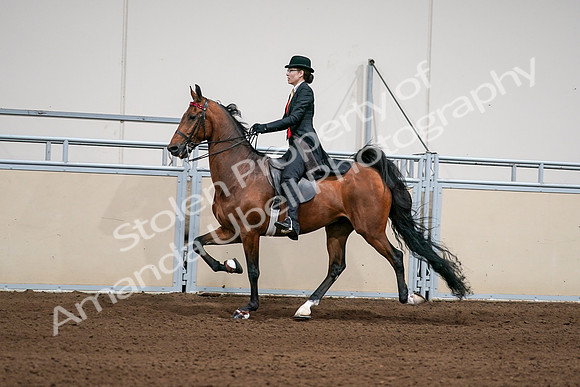 2020 - AB Morgan Horse - Sat, Sept 05 - 06699
