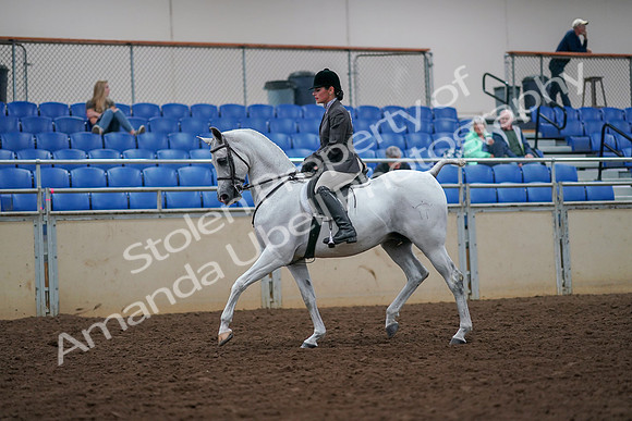 2019 Morgan Horse Show - Aug 30, 2019 - 17269