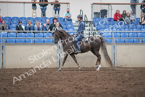 2019 Morgan Horse Show - Aug 31, 2019 - 21391