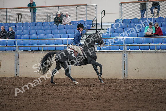 2019 Morgan Horse Show - Aug 31, 2019 - 07523