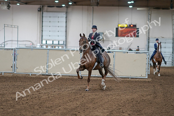 2020 - AB Morgan Horse - Sat, Sept 05 - 06027