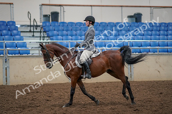2019 Morgan Horse Show - Aug 30, 2019 - 23457