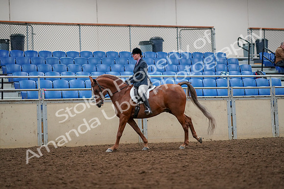 2019 Morgan Horse Show - Aug 30, 2019 - 22395