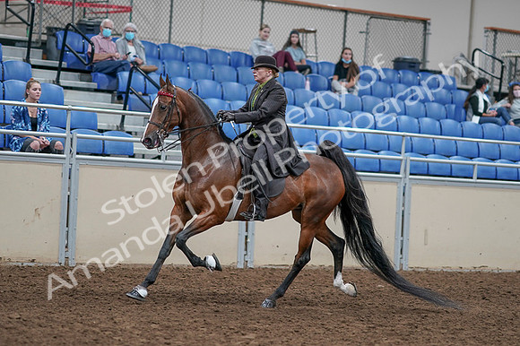 2020 - AB Morgan Horse - Fri, Sept 04 - 09535