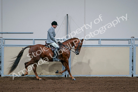 2020 - AB Morgan Horse - Fri, Sept 04 - 01808
