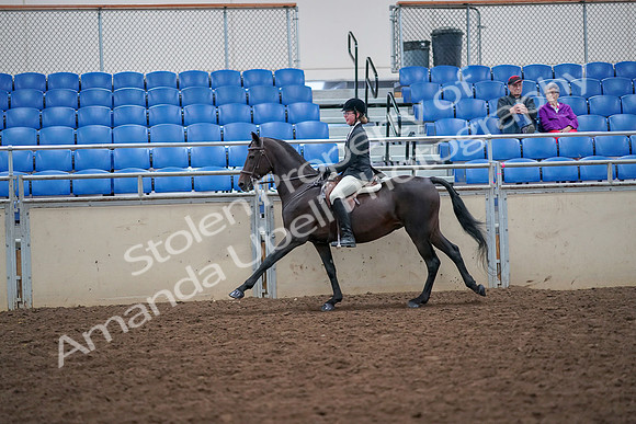 2019 Morgan Horse Show - Aug 30, 2019 - 20654