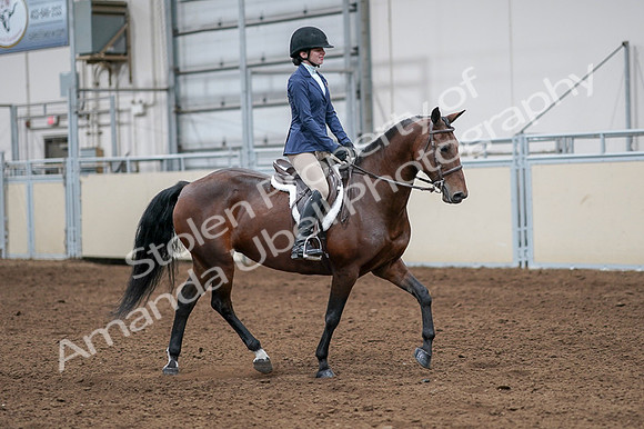 2020 - AB Morgan Horse - Fri, Sept 04 - 05974