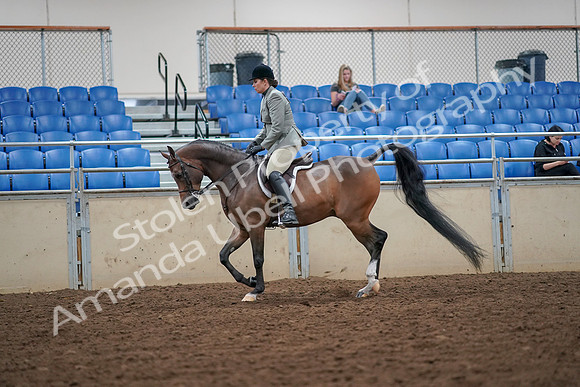 2019 Morgan Horse Show - Aug 30, 2019 - 17283
