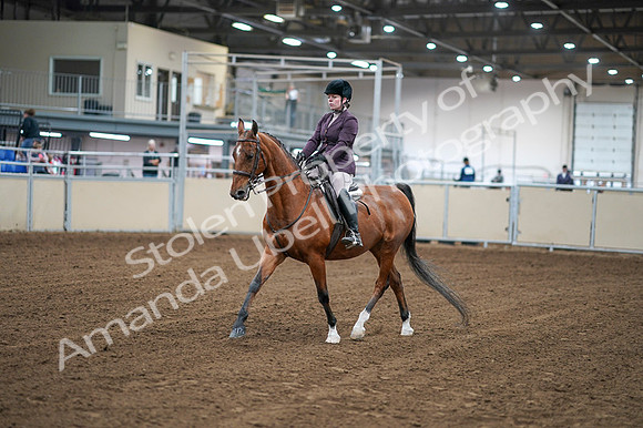 2020 - AB Morgan Horse - Fri, Sept 04 - 02213