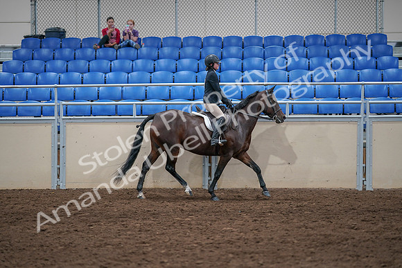 2020 - AB Morgan Horse - Sat, Sept 05 - 05131