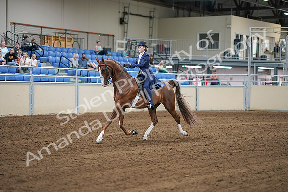 2020 - AB Morgan Horse - Sat, Sept 05 - 06216
