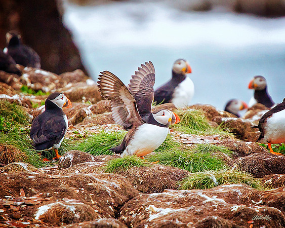 Birds - 222