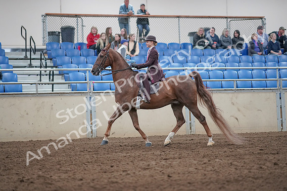 2019 Morgan Horse Show - Aug 31, 2019 - 20404