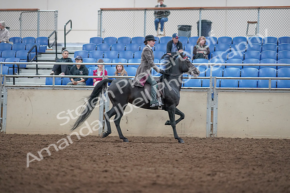 2019 Morgan Horse Show - Aug 31, 2019 - 09562