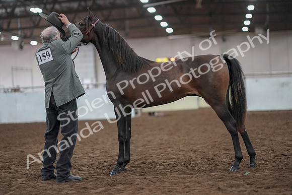2019 Morgan Horse Show - Aug 31, 2019 - 02857