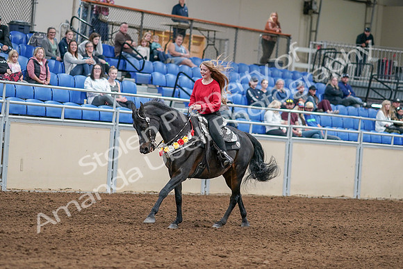 2020 - AB Morgan Horse - Sat, Sept 05 - 10447