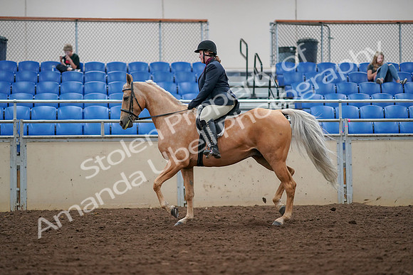 2019 Morgan Horse Show - Aug 30, 2019 - 16238