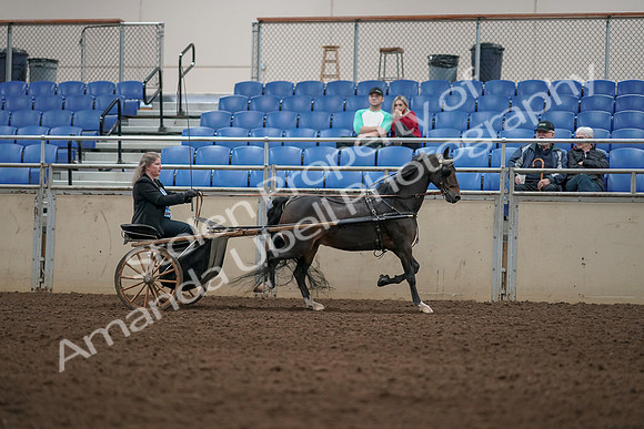 2019 Morgan Horse Show - Aug 31, 2019 - 04468