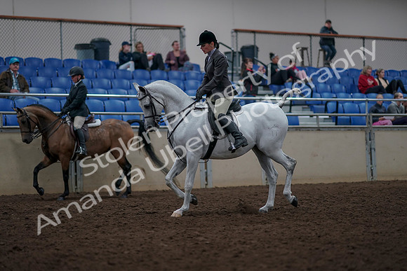 2019 Morgan Horse Show - Aug 31, 2019 - 14697
