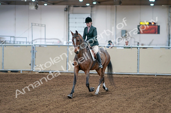 2020 - AB Morgan Horse - Fri, Sept 04 - 01481