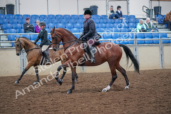 2019 Morgan Horse Show - Aug 30, 2019 - 20523