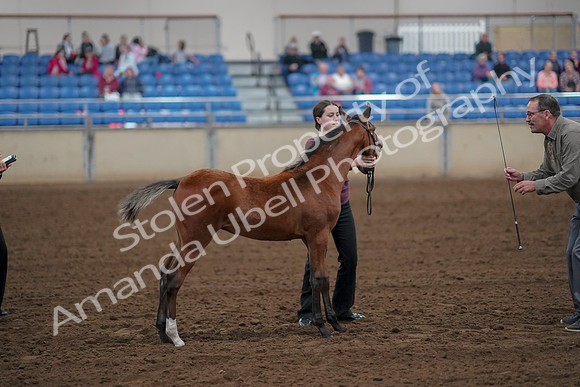 2019 Morgan Horse Show - Aug 30, 2019 - 24817