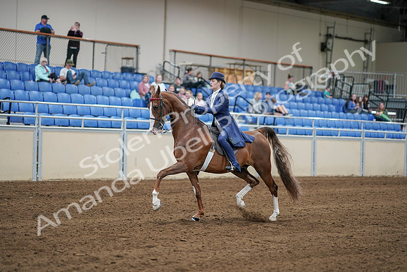 2020 - AB Morgan Horse - Sat, Sept 05 - 06225