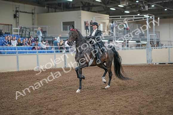 2020 - AB Morgan Horse - Fri, Sept 04 - 11114