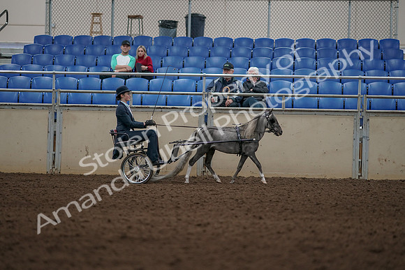 2019 Morgan Horse Show - Aug 31, 2019 - 04429