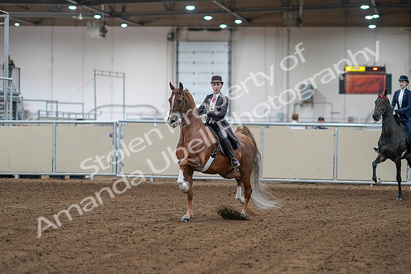 2020 - AB Morgan Horse - Sat, Sept 05 - 06133