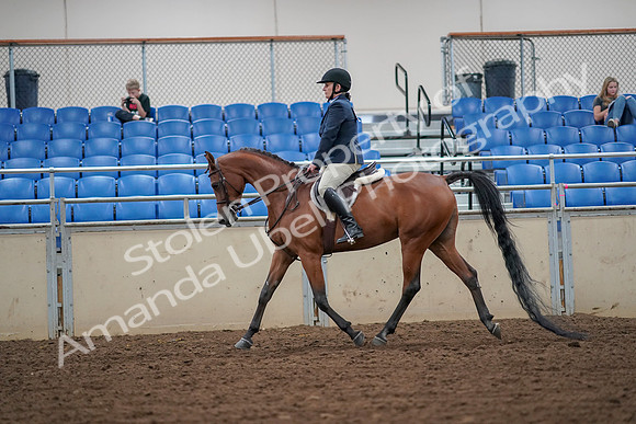 2019 Morgan Horse Show - Aug 30, 2019 - 16108