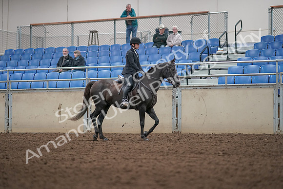 2019 Morgan Horse Show - Aug 31, 2019 - 07370