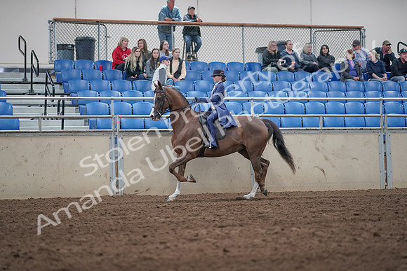 2019 Morgan Horse Show - Aug 31, 2019 - 20443