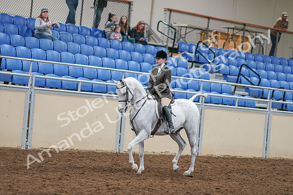 2020 - AB Morgan Horse - Sat, Sept 05 - 14431