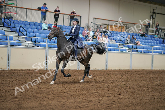 2020 - AB Morgan Horse - Sat, Sept 05 - 06264