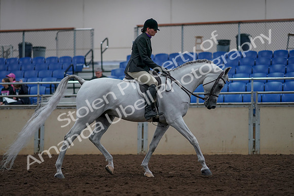 2019 Morgan Horse Show - Aug 31, 2019 - 16157