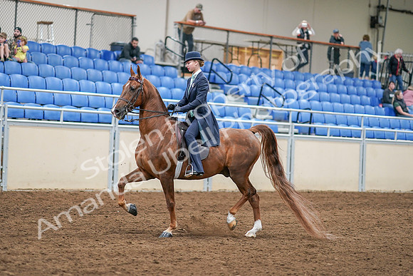2020 - AB Morgan Horse - Sat, Sept 05 - 02622