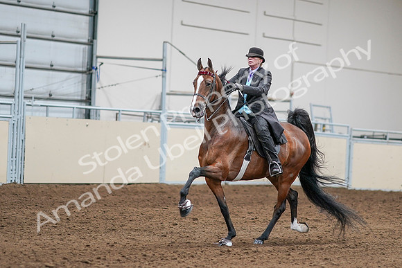 2020 - AB Morgan Horse - Sat, Sept 05 - 13151