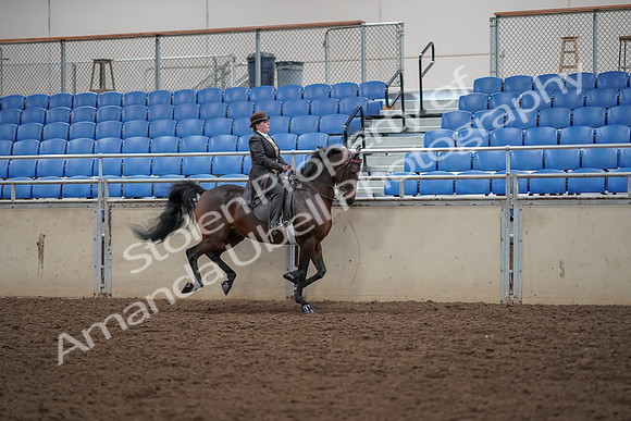 2019 Morgan Horse Show - Aug 30, 2019 - 28148
