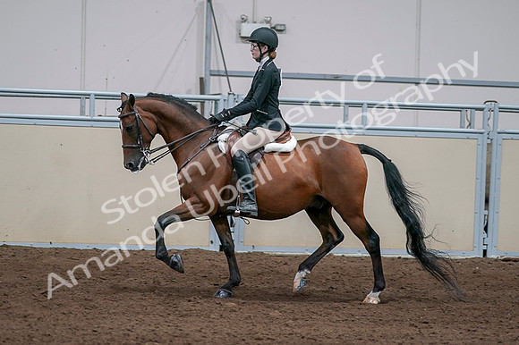 2020 - AB Morgan Horse - Fri, Sept 04 - 05944