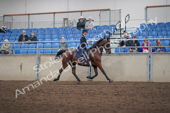 2019 Morgan Horse Show - Aug 31, 2019 - 09537