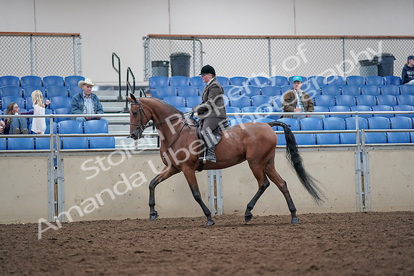 2019 Morgan Horse Show - Aug 31, 2019 - 15006