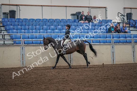 2019 Morgan Horse Show - Aug 31, 2019 - 05085