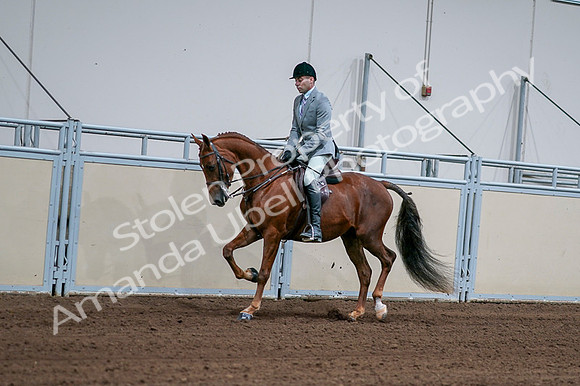 2020 - AB Morgan Horse - Fri, Sept 04 - 01597