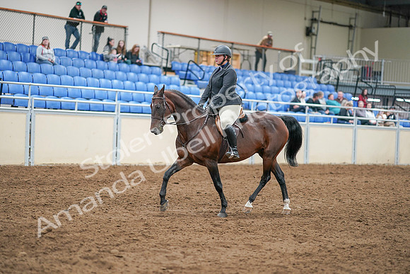 2020 - AB Morgan Horse - Sat, Sept 05 - 14292