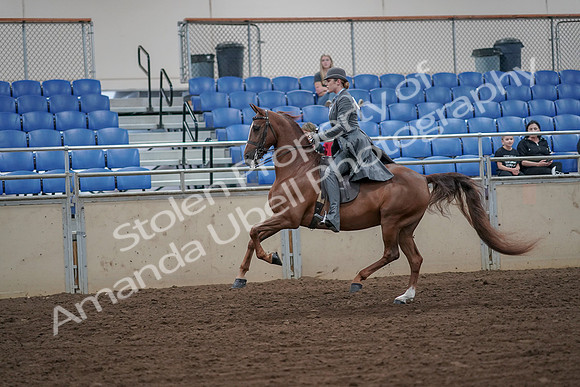 2019 Morgan Horse Show - Aug 30, 2019 - 15567
