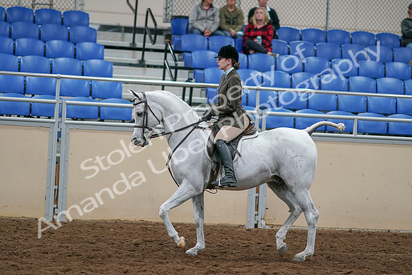 2020 - AB Morgan Horse - Sat, Sept 05 - 14451