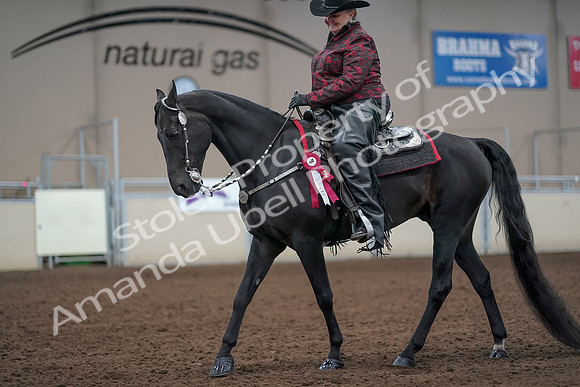 2019 Morgan Horse Show - Aug 31, 2019 - 10817