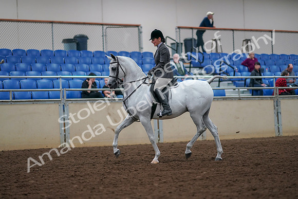 2019 Morgan Horse Show - Aug 30, 2019 - 17262
