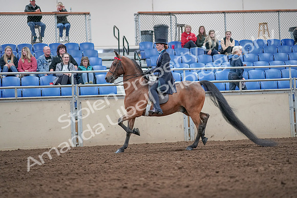 2019 Morgan Horse Show - Aug 31, 2019 - 19923